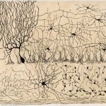 Ramon y Cajal trabajos